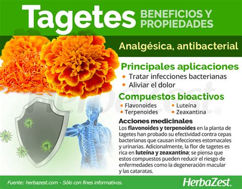 vomol|Propiedades y beneficios del té de tagetes 